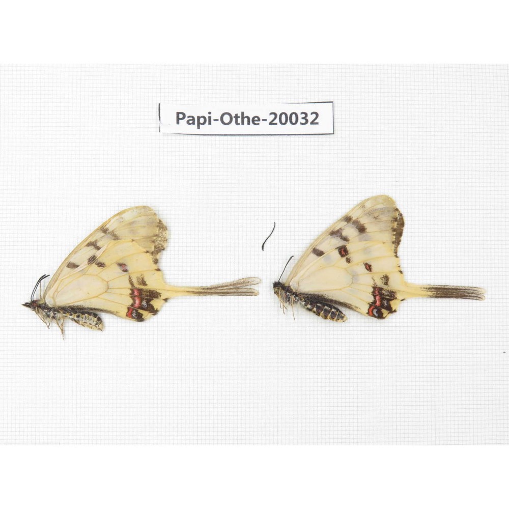 Sericinus montelus ssp. China, Jilin, Mt.Changbaishan. 2M. Papi-Othe-20032.