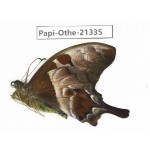 Meandrusa lachinus ssp. China, Tibet, Linzhi, Bomi county. 1M. Papi-Othe-21335.