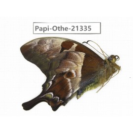 Meandrusa lachinus ssp. China, Tibet, Linzhi, Bomi county. 1M. Papi-Othe-21335.