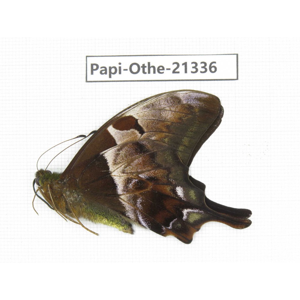 Meandrusa lachinus ssp. China, Tibet, Linzhi, Bomi county. 1M. Papi-Othe-21336.