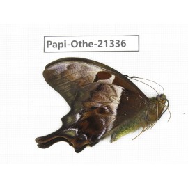 Meandrusa lachinus ssp. China, Tibet, Linzhi, Bomi county. 1M. Papi-Othe-21336.