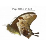 Meandrusa lachinus ssp. China, Tibet, Linzhi, Bomi county. 1M. Papi-Othe-21338.