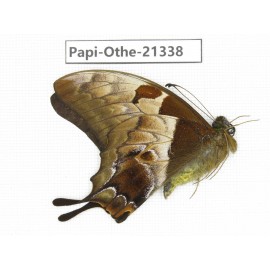 Meandrusa lachinus ssp. China, Tibet, Linzhi, Bomi county. 1M. Papi-Othe-21338.