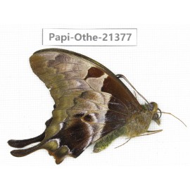 Meandrusa lachinus ssp. China, Tibet, Linzhi, Bomi county. 1M. Papi-Othe-21377.