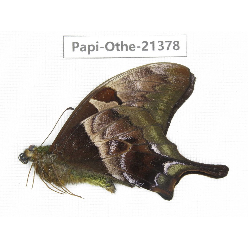 Meandrusa lachinus ssp. China, Tibet, Linzhi, Bomi county. 1M. Papi-Othe-21378.
