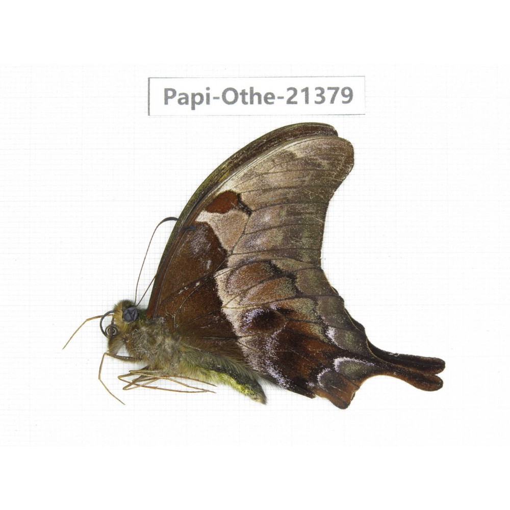Meandrusa lachinus ssp. China, Tibet, Linzhi, Bomi county. 1M. Papi-Othe-21379.
