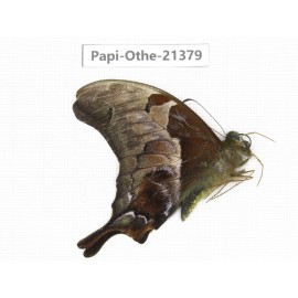 Meandrusa lachinus ssp. China, Tibet, Linzhi, Bomi county. 1M. Papi-Othe-21379.