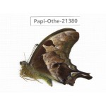 Meandrusa lachinus ssp. China, Tibet, Linzhi, Bomi county. 1M. Papi-Othe-21380.