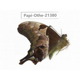 Meandrusa lachinus ssp. China, Tibet, Linzhi, Bomi county. 1M. Papi-Othe-21380.