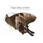 Meandrusa lachinus. China, Tibet, Linzhi, Milin county.1M. Papi-Othe-21454.