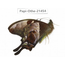 Meandrusa lachinus. China, Tibet, Linzhi, Milin county.1M. Papi-Othe-21454.
