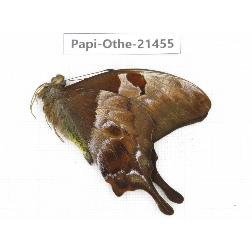 Meandrusa lachinus. China, Tibet, Linzhi, Milin county.1M. Papi-Othe-21455.