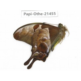 Meandrusa lachinus. China, Tibet, Linzhi, Milin county.1M. Papi-Othe-21455.