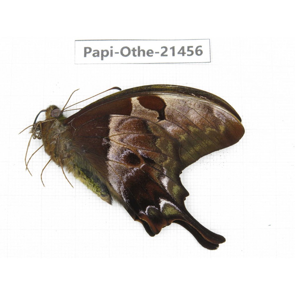 Meandrusa lachinus. China, Tibet, Linzhi, Milin county.1M. Papi-Othe-21456.