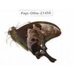 Meandrusa lachinus. China, Tibet, Linzhi, Milin county.1M. Papi-Othe-21456.