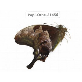 Meandrusa lachinus. China, Tibet, Linzhi, Milin county.1M. Papi-Othe-21456.