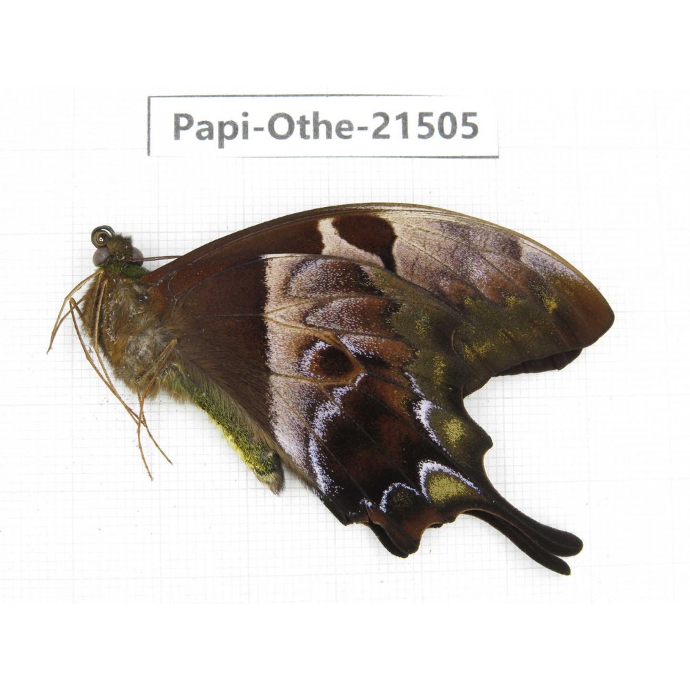 Meandrusa lachinus. China, Tibet, Linzhi, Milin county.1M. Papi-Othe-21505.