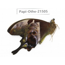 Meandrusa lachinus. China, Tibet, Linzhi, Milin county.1M. Papi-Othe-21505.