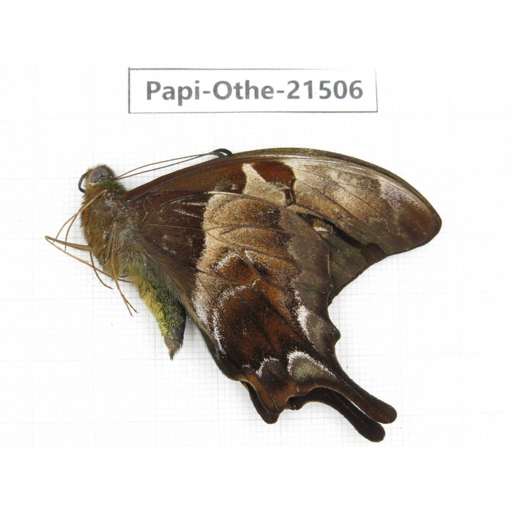 Meandrusa lachinus. China, Tibet, Linzhi, Milin county.1M. Papi-Othe-21506.