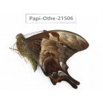 Meandrusa lachinus. China, Tibet, Linzhi, Milin county.1M. Papi-Othe-21506.