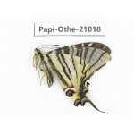 Iphiclides podalirinus. China, Tibet, Qamdo, Gongjue county. 1M. Papi-Othe-21018.