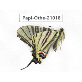 Iphiclides podalirinus. China, Tibet, Qamdo, Gongjue county. 1M. Papi-Othe-21018.