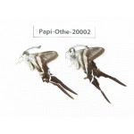 Lamproptera paracurius. China, Yunnan, Kunming, Dongchuan. 2M. Papi-Othe-20002.