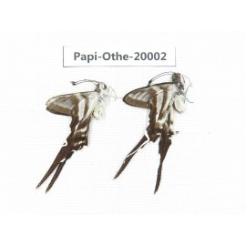 Lamproptera paracurius. China, Yunnan, Kunming, Dongchuan. 2M. Papi-Othe-20002.