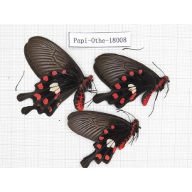 Pachliopta aristolochiae ssp. China, Yunnan, Lijiang, Daju. 3F. Papi-Othe-18008.