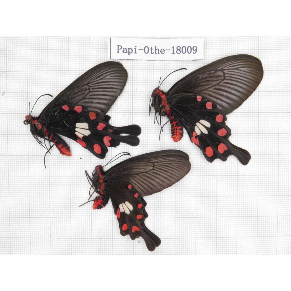 Pachliopta aristolochiae ssp. China, Yunnan, Lijiang, Daju. 2M1F. Papi-Othe-18009.