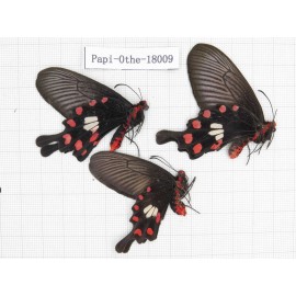 Pachliopta aristolochiae ssp. China, Yunnan, Lijiang, Daju. 2M1F. Papi-Othe-18009.
