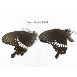 Papilio polytes ssp. China, Anhui, Hefei. 1P. Papi-Papi-21941.