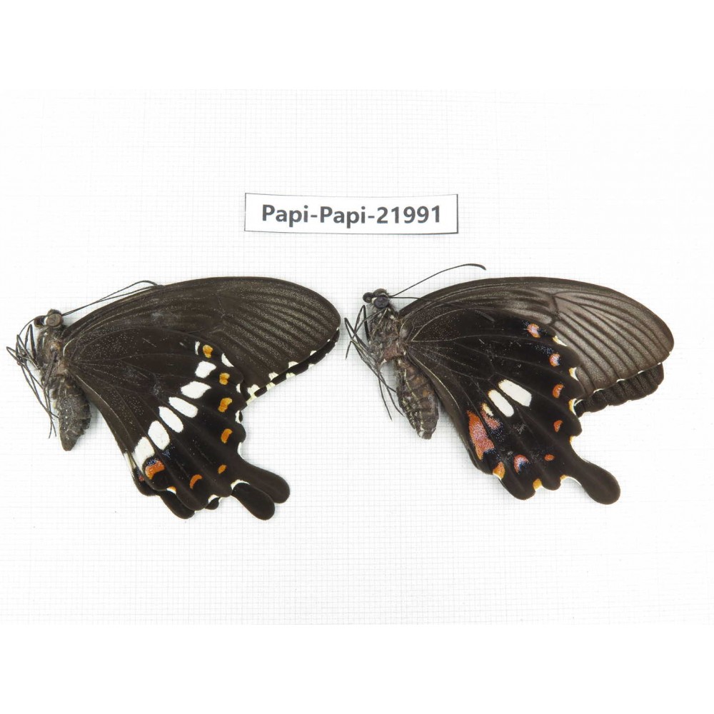 Papilio polytes ssp. China, Anhui, Hefei. 1P. Papi-Papi-21991.