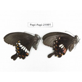 Papilio polytes ssp. China, Anhui, Hefei. 1P. Papi-Papi-21991.