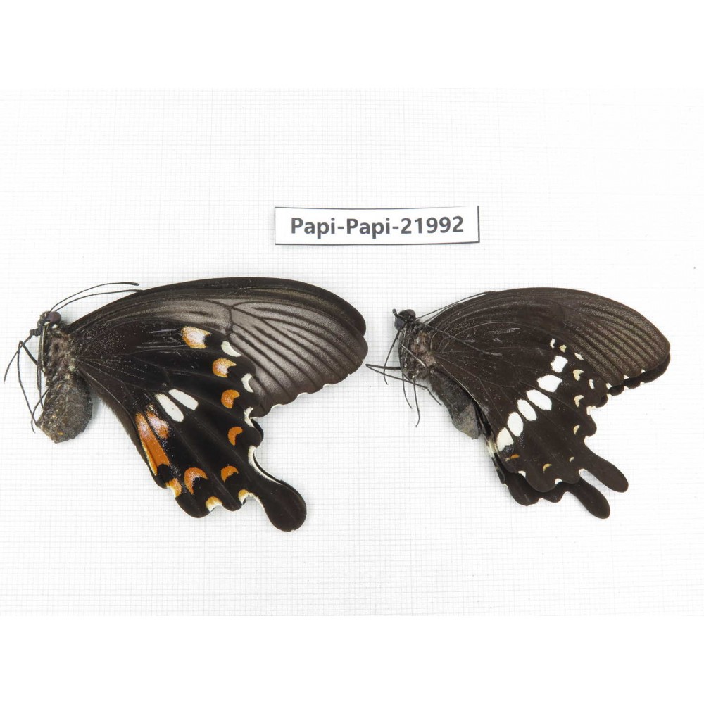 Papilio polytes ssp. China, Anhui, Hefei. 1P. Papi-Papi-21992.