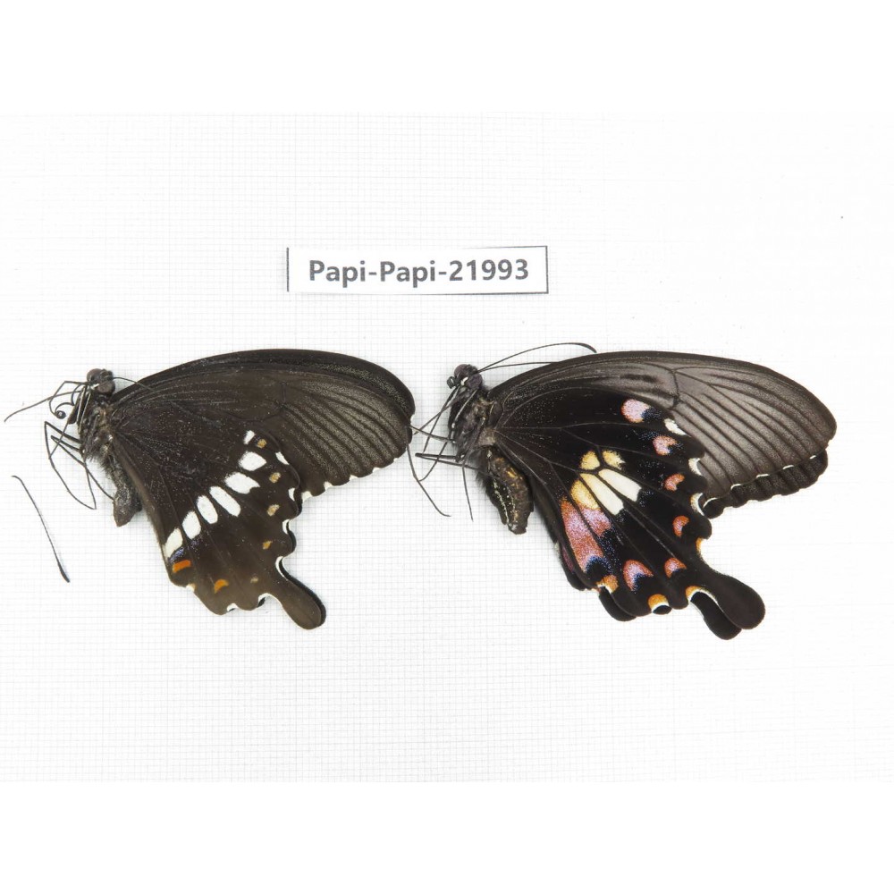 Papilio polytes ssp. China, Anhui, Hefei. 1P. Papi-Papi-21993.