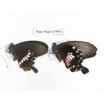 Papilio polytes ssp. China, Anhui, Hefei. 1P. Papi-Papi-21993.