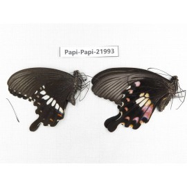 Papilio polytes ssp. China, Anhui, Hefei. 1P. Papi-Papi-21993.