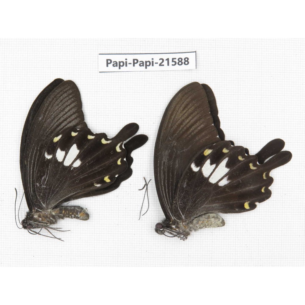 Papilio nephelus ssp. China, Gansu, Wenxian county. 2M. Papi-Papi-21588.