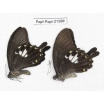 Papilio nephelus ssp. China, Gansu, Wenxian county. 2M. Papi-Papi-21588.