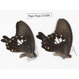 Papilio nephelus ssp. China, Gansu, Wenxian county. 2M. Papi-Papi-21588.
