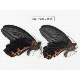 Papilio alcmenor ssp. China, Gansu, Wenxian county. 2M. Papi-Papi-21595.