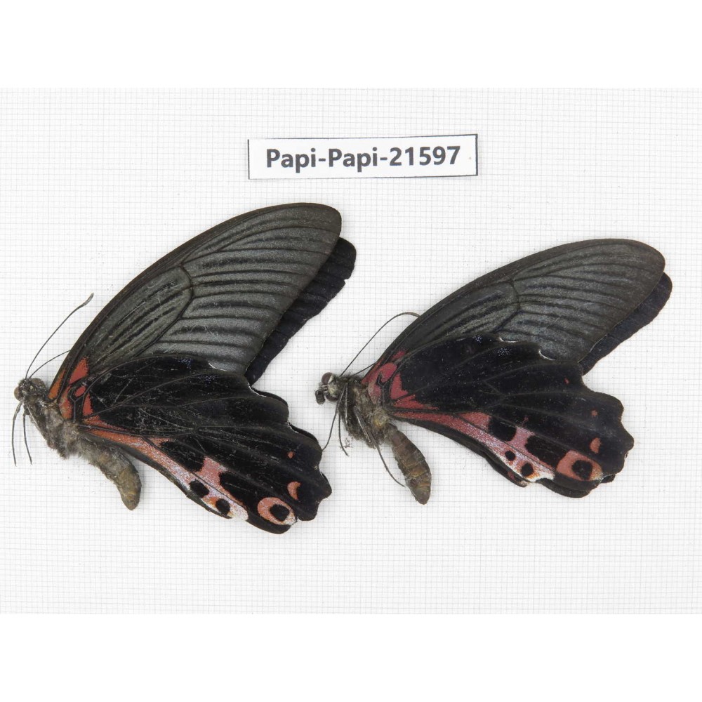 Papilio alcmenor ssp. China, Gansu, Wenxian county. 2M. Papi-Papi-21597.