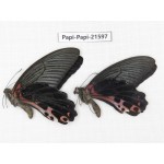Papilio alcmenor ssp. China, Gansu, Wenxian county. 2M. Papi-Papi-21597.