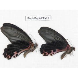 Papilio alcmenor ssp. China, Gansu, Wenxian county. 2M. Papi-Papi-21597.