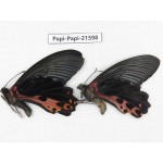 Papilio alcmenor ssp. China, Gansu, Wenxian county. 2M. Papi-Papi-21598.