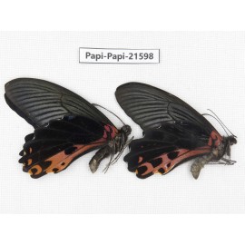 Papilio alcmenor ssp. China, Gansu, Wenxian county. 2M. Papi-Papi-21598.