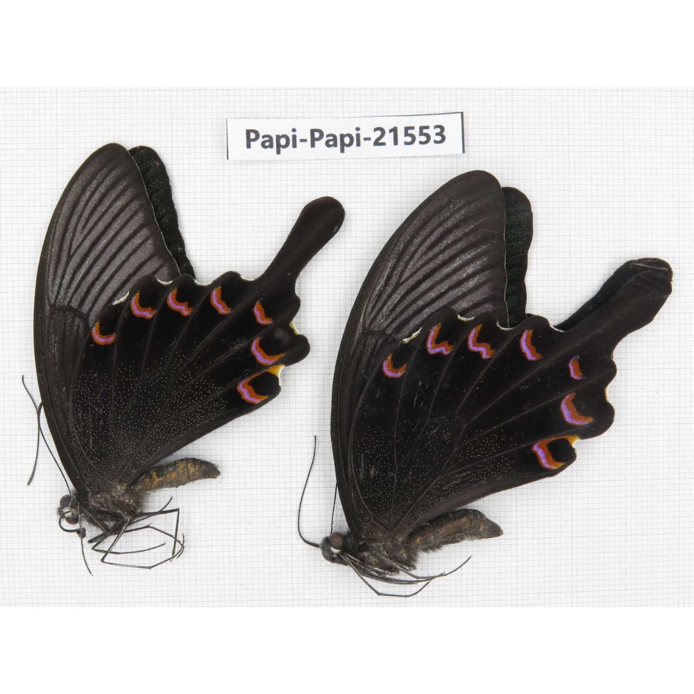 Papilio bianor ssp. China, Gansu, Wenxian county. 2M. Papi-Papi-21553.