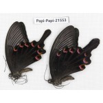 Papilio bianor ssp. China, Gansu, Wenxian county. 2M. Papi-Papi-21553.