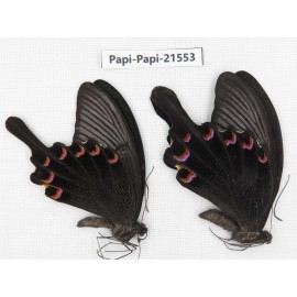 Papilio bianor ssp. China, Gansu, Wenxian county. 2M. Papi-Papi-21553.